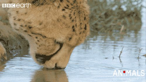 Leopard drinking water